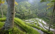 The Babylon Gardens Wallpaer