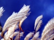 Wind Touch Wallpaer