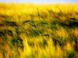 Ears Field Wallpaer