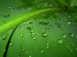 Green Leaf Wallpaer