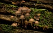 Jubilee Mushrooms Wallpaer