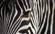 Leopard Zebra Wallpaer