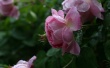 Leopard roses Wallpaer