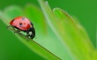 Ladybug on leaf Wallpaer