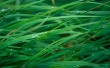 Leopard grass blade Wallpaer