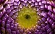 Dahlia Bud Wallpaer