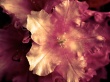 Power of Nature Wallpaer