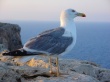 Glance on the Coast Wallpaer