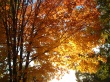 Autumn Sunrises Wallpaer