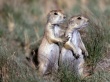 Two Gorund Squirrels Wallpaer