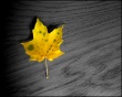 Autumn Leaves Wallpaer
