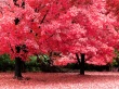 Autumn Fantasy Wallpaer