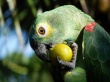 Eating Fruits Wallpaer