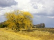 Minnesota Wallpaer