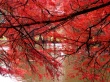Red Curtain Wallpaer
