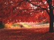Ombre Rosse Wallpaer