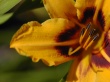 Aero flower Wallpaer