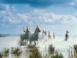 White Horses Wallpaer