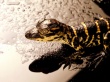 Reptile Wallpaer