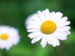 Daisy Wallpaer