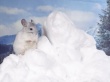 A Little White Wallpaer