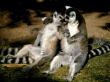 Two Raccoons Wallpaer