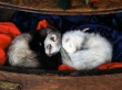 Sleeping Nice Wallpaer