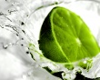 Green Lemon Wallpaer