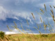 Ears in Rain Sky Wallpaer