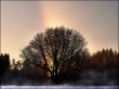 Rainbow Tree Wallpaer