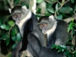 Monkeys Waiting Wallpaer
