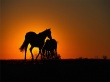 Sunset Horses Wallpaer