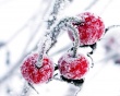 Winter Fruits Wallpaer