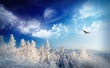 Winter Wonderland Wallpaer