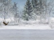 WInter Lake Bird Wallpaer