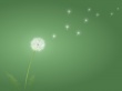Dandelion Wallpaer