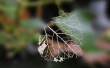 Leaf Bones Wallpaer