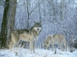 Winter Wolfes Wallpaer