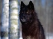 Black Wolf Wallpaer