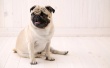 Sitting Pug Wallpaer