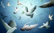 Flock of Birs Wallpaer