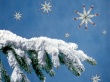 Fir Tree Arm Wallpaer