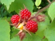 Rasberries Wallpaer