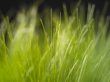 Vista grass Wallpaer