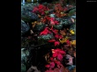 Leafs and stones Wallpaer
