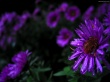 Purple flowers Wallpaer