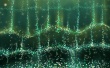Carpet Fireworks Wallpaer