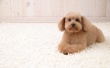 Puppy Dog Wallpaer