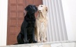 Dogs Couple Wallpaer