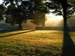 Trees and rays Wallpaer